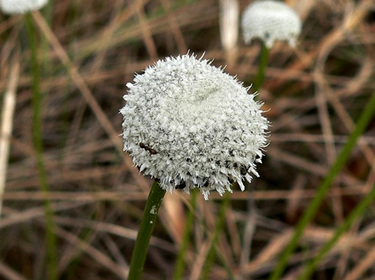 {Eriocaulon compressum}